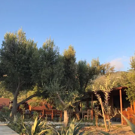 Violet Village * Borsh