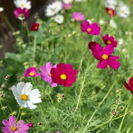 Parco vacanze Violet Village Borsh