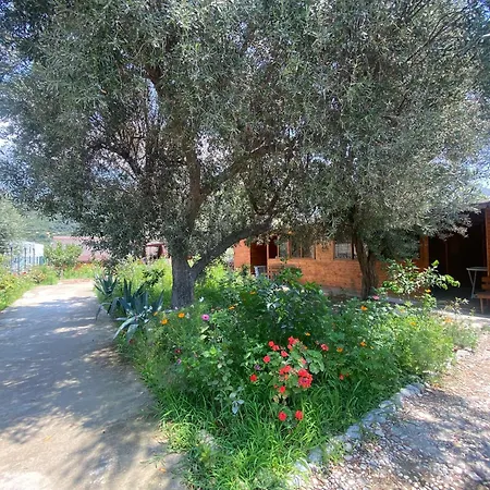 Violet Village Borsh