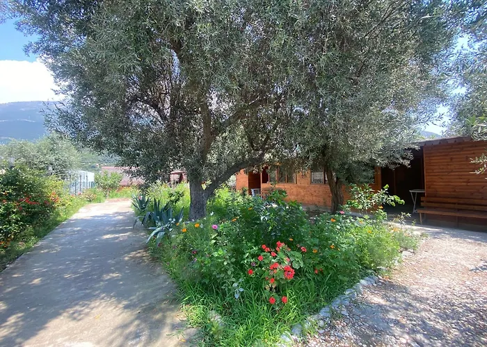 Violet Village Borş