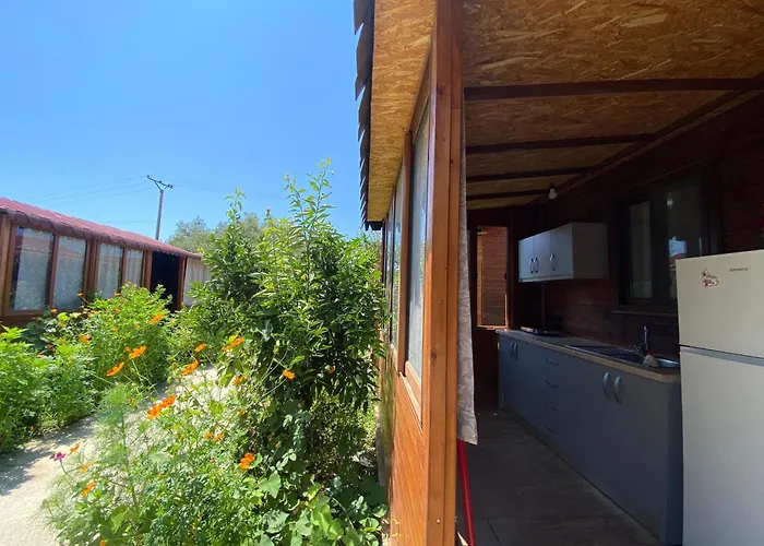 Violet Village * Borş